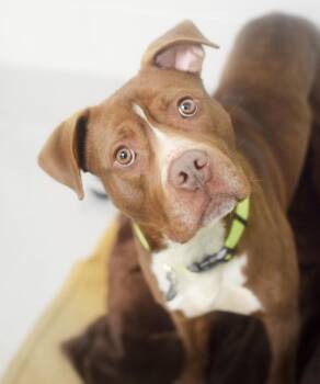 Boxer and Labrador Retriever Dogs Available for Adoption in Pontiac, Michigan - Bosco | PetCurious