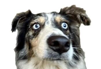 Bentley -  Australian Shepherd Dog for Adoption in Boulder, Colorado - Bentley | PetCurious