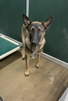 LOKI -  Belgian Shepherd Malinois Dog for Adoption in Killeen, Texas - LOKI | PetCurious
