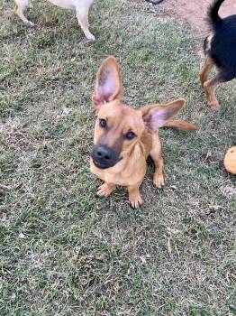 Merlin -  Chihuahua and Dachshund Dog for Adoption in Chickasha, Oklahoma - Merlin | PetCurious
