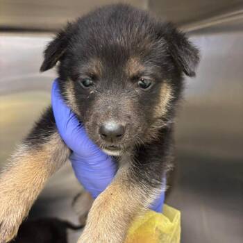 Husky and Shepherd Dogs Available for Adoption in Bastrop, Texas - Hilda 26-05-122 | PetCurious