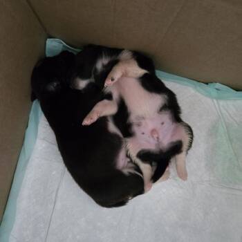 Mixed Breed and Border Collie Dogs Available for Adoption in Guaynabo, Guaynabo - Brian | PetCurious