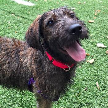 Pool Noodle -  Standard Poodle and Hound Dog for Adoption in Baltimore, Maryland - Pool Noodle | PetCurious