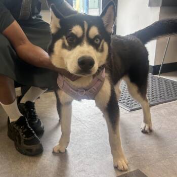 Chestnut -  Husky Dog for Adoption in Philadelphia, Pennsylvania - Chestnut | PetCurious
