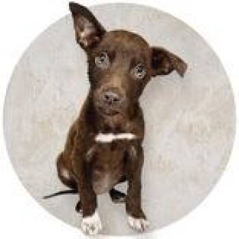Drizella -  Chihuahua and Labrador Retriever Dog for Adoption in Portsmouth, Ohio - Drizella | PetCurious