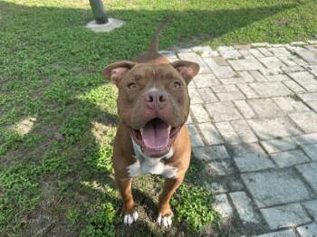 Rescue American Staffordshire Terrier Dogs for Adoption in Ocala, Florida - BROWNIE | PetCurious