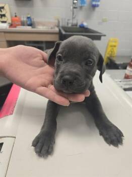 ROOSEVELT -  Pit Bull Terrier and Mixed Breed Dog for Adoption in Corpus Christi, Texas - ROOSEVELT | PetCurious
