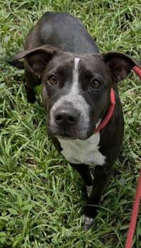 DORY -  American Staffordshire Terrier Dog for Adoption in Fort Lauderdale, Florida - DORY | PetCurious