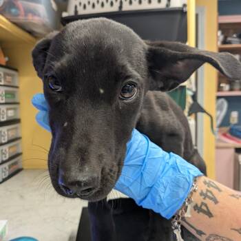 Sadie -  Mixed Breed Dog for Adoption in Huntsville, Arkansas - Sadie | PetCurious