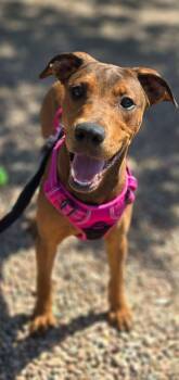 Mary Kate -  Hound Dog for Adoption in Canon City, Colorado - Mary Kate | PetCurious