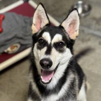 Siberian Husky Dogs Available for Adoption in Sacramento, California - Jet | PetCurious