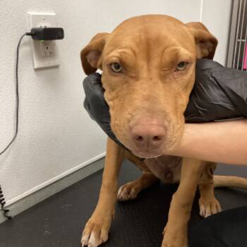 Rescue Pit Bull Terrier Dogs for Adoption in Abilene, Texas - Bonnie | PetCurious