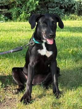 Perry -  Labrador Retriever Dog for Adoption in Maryville, Missouri - Perry | PetCurious