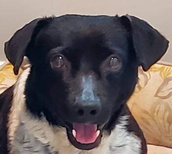 Rescue Beagle and Terrier Dogs for Adoption in Franklin, Tennessee - VIOLA | PetCurious