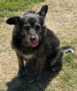 Grannie -  Terrier Dog for Adoption in Farmersville, Texas - Grannie | PetCurious