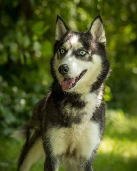 RAINBOW (0063) -  Husky Dog for Adoption in Bridgeport, Connecticut - RAINBOW (0063) | PetCurious