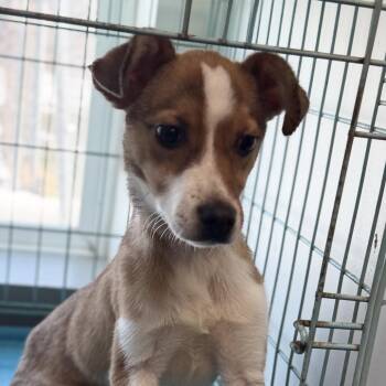 Jack Russell Terrier and Mixed Breed Dogs Available for Adoption - Russell | PetCurious