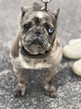 French Bulldog Dogs Available for Adoption in Canfield, Ohio - TRUFFLES | PetCurious