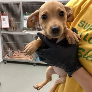 Rescue Pit Bull Terrier and Chihuahua Dogs for Adoption in Abilene, Texas - Britt | PetCurious