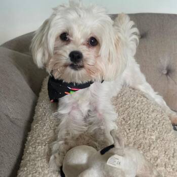 Lucy -  Maltese Dog for Adoption in Wappingers Falls, New York - Lucy | PetCurious