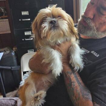 Mister -  Shih Tzu Dog for Adoption in Tunkhannock, Pennsylvania - Mister | PetCurious