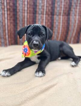 Labrador Retriever and Terrier Dogs Available for Adoption in Gulfport, Mississippi - Zahla | PetCurious