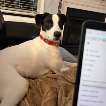 Mixed Breed Dogs Available for Adoption in Wando, South Carolina - Wall E | PetCurious