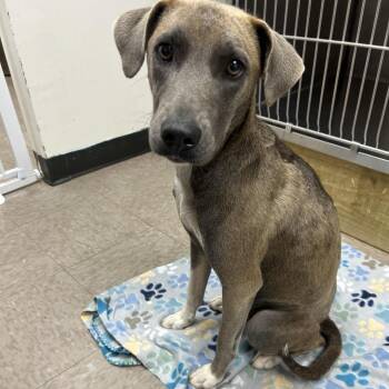 Hound Dogs Available for Adoption in Parrish, Alabama - Aurora | PetCurious