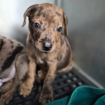 Catahoula Leopard Dog Dogs Available for Adoption - Kovu | PetCurious