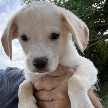 English -  Spaniel Dog for Adoption in Isabela, Isabela - English | PetCurious