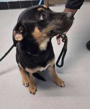 Pit Bull Terrier Dogs Available for Adoption in Lawrenceville, Georgia - Pen 186 Leslie | PetCurious