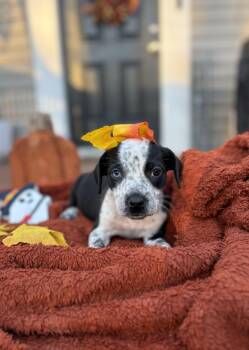 Boo- little monster litter -  Australian Cattle Dog Blue Heeler and Boykin Spaniel Dog for Adoption in Carmel Hamlet, New York - Boo- Little Monster Litter | PetCurious