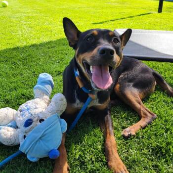 Packer -  Australian Kelpie Dog for Adoption in Hawthorne, California - Packer | PetCurious