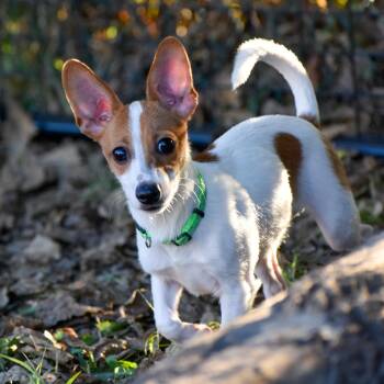 Tortilla -  Chihuahua and Terrier Dog for Adoption in Indianapolis, Indiana - Tortilla | PetCurious