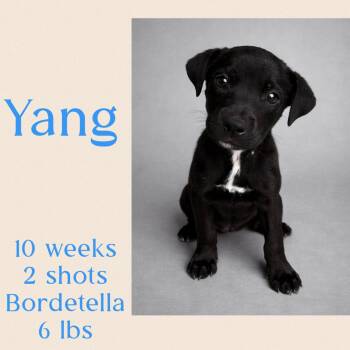 Terrier Dogs Available for Adoption in Virginia Beach, Virginia - Yang | PetCurious