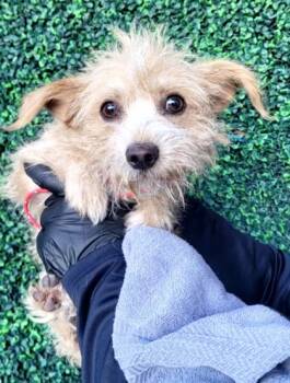 Rescue Terrier and Mixed Breed Dogs for Adoption in El Paso, Texas - 59841794 | PetCurious