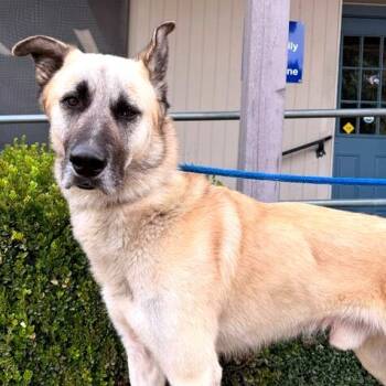 Rescue Mixed Breed Dogs for Adoption in Medford, Oregon - Ray | PetCurious