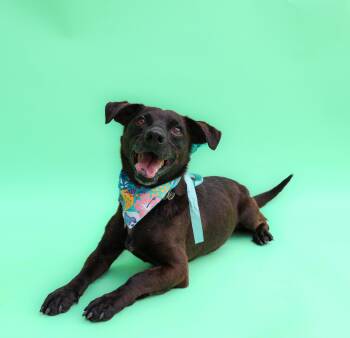 Rescue Dachshund Dogs for Adoption in Islip Terrace, New York - Herman | PetCurious