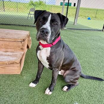 Rico -  Boxer and Terrier Dog for Adoption in Columbia, Illinois - Rico | PetCurious