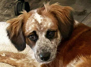 Rescue Cattle Dog Dogs for Adoption in Cuyahoga Falls, Ohio - Puppy Summer | PetCurious