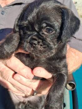 Pug and Chihuahua Dogs Available for Adoption - #3 Pug Puppy Mix | PetCurious