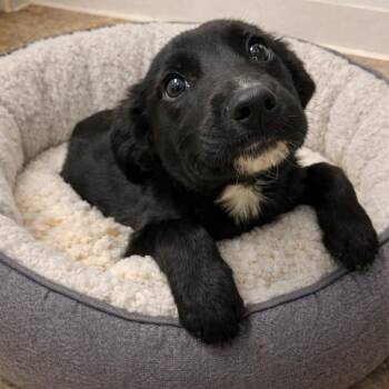 Mixed Breed Dogs Available for Adoption - LENORE | PetCurious