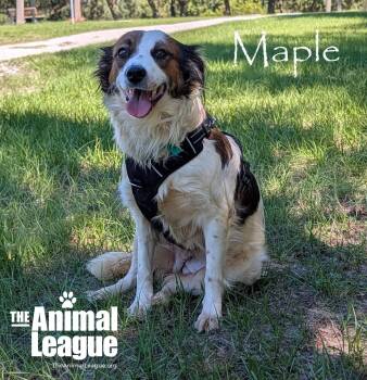 Maple -  Australian Shepherd Dog for Adoption in Groveland, Florida - Maple | PetCurious