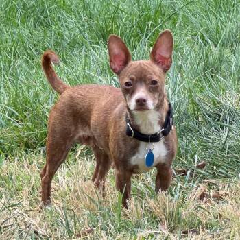 Chihuahua and Mixed Breed Dogs Available for Adoption in Fredericksburg, Virginia - Zyndara | PetCurious