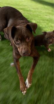 Hound Dogs Available for Adoption in Sumter, South Carolina - Honey | PetCurious