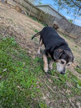 Beagle and Hound Dogs Available for Adoption in Aurora, Indiana - CD : Abby | PetCurious