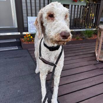 Poodle Dogs Available for Adoption in Indiantown, Florida - AUTHUR (607) | PetCurious