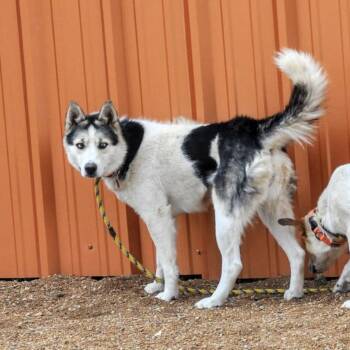 Husky and Mixed Breed Dogs Available for Adoption in Prescott, Arizona - Stormy | PetCurious
