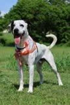Oddie -  Mixed Breed Dog for Adoption in Columbia, Tennessee - Oddie | PetCurious