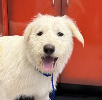 Gotta Go -  Great Pyrenees and Standard Poodle Dog for Adoption in Golden, Colorado - Gotta Go | PetCurious